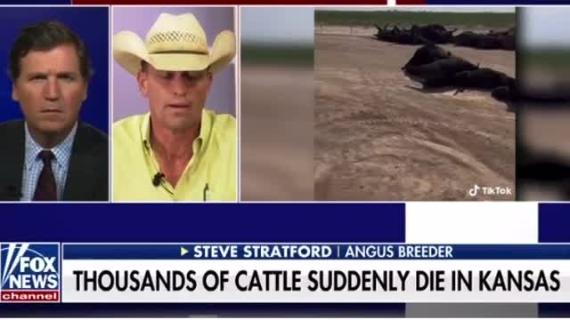 10,000+ cattle suddenly die in Kansas