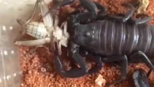 This is how a scorpion feeds