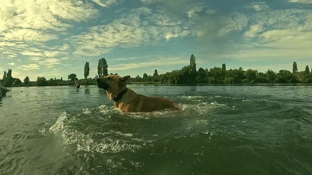 scared dog in the water