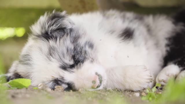 A cute little puppy sleeps on the ground - closeup