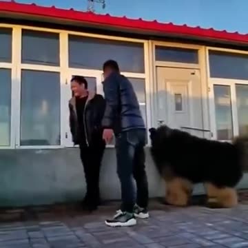 Puppy having fun.. 😊