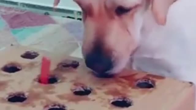 Snack-a-Mole #shorts #dog #funny