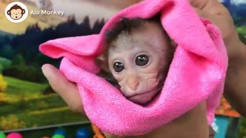 Cute monkey bibi washes and eats cake animal home