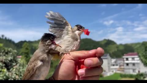 Thrush eats tomatoes