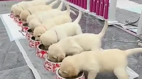 Baby Animals 1 Minutes of Funny Cats and Dogs Videos 2021 Perros y Gatos Recopilación # 233