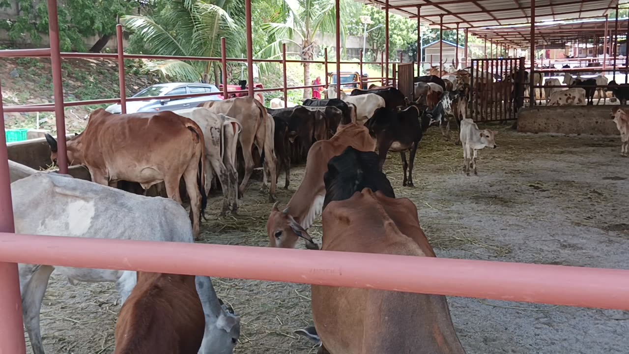 Cows