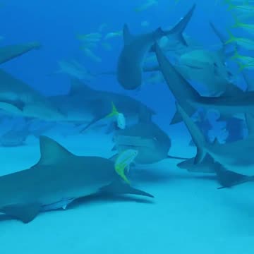 Tiger Shark and Sharks!