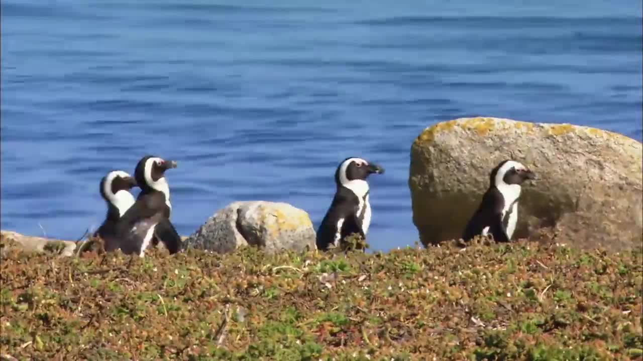 PENGUINS ON Animal TV