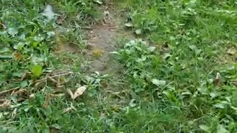 Amanda Grace Talks...Baby Pig Noble Out and About!