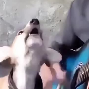 Dogs sing good || anjing pandai menyanyi