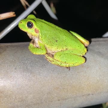 Cute little frog friend