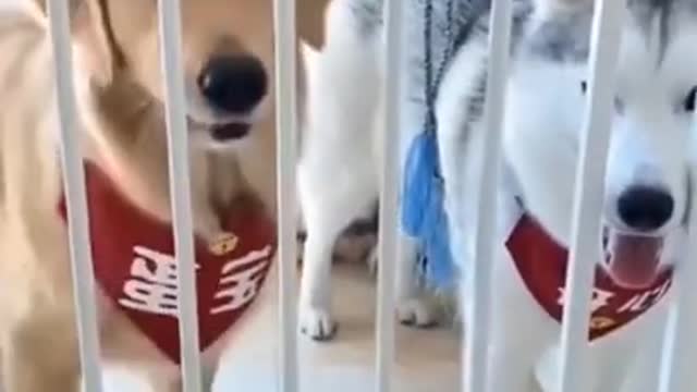 Funny Smart Dog 🤣🤣Amazing Video