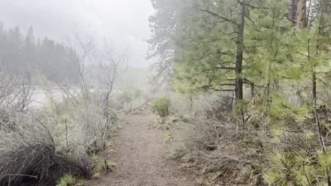 Shoreline River Forest Hiking on Deschutes River Trail – Central Oregon – 4K