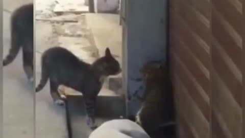Funny Animal cats videos fight