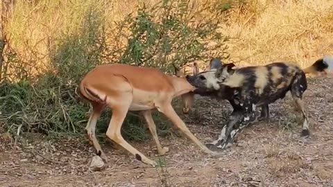 Wild Dog Pulls Impala out of Carport