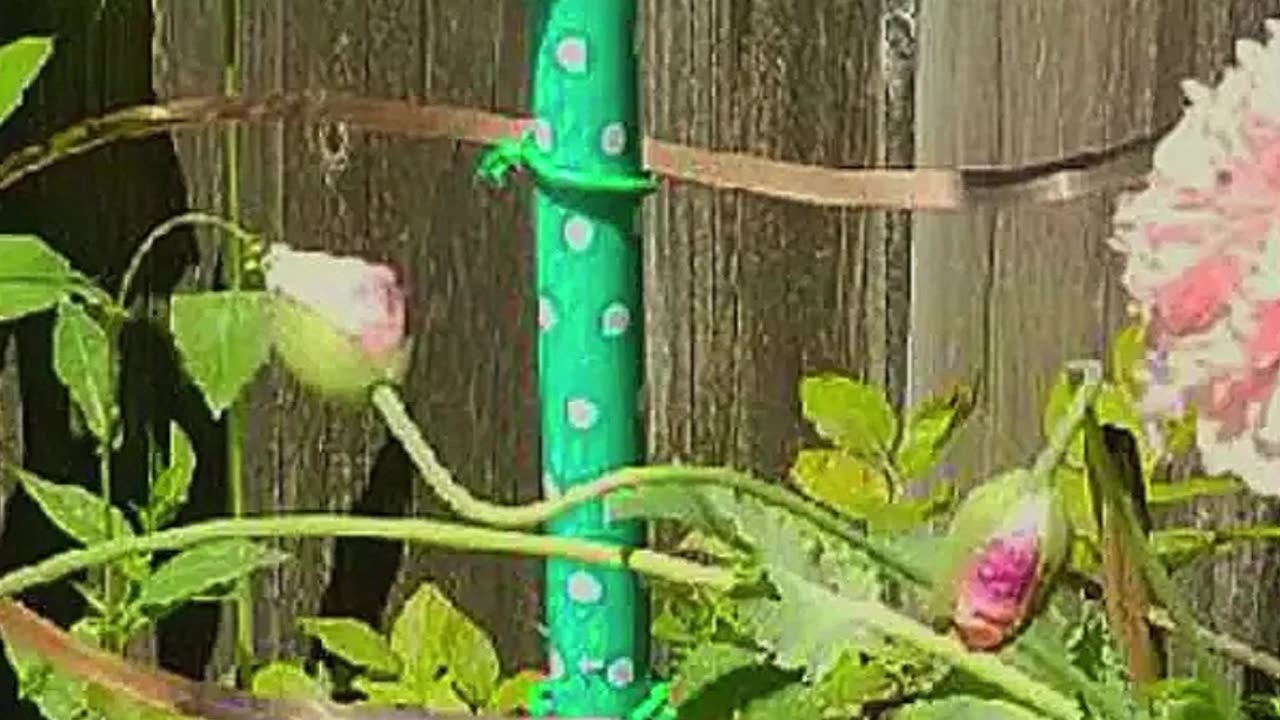 Experimental vertical S-trellis for kiwi vines