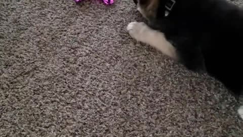 My Funny German Shepherd hates this toy!