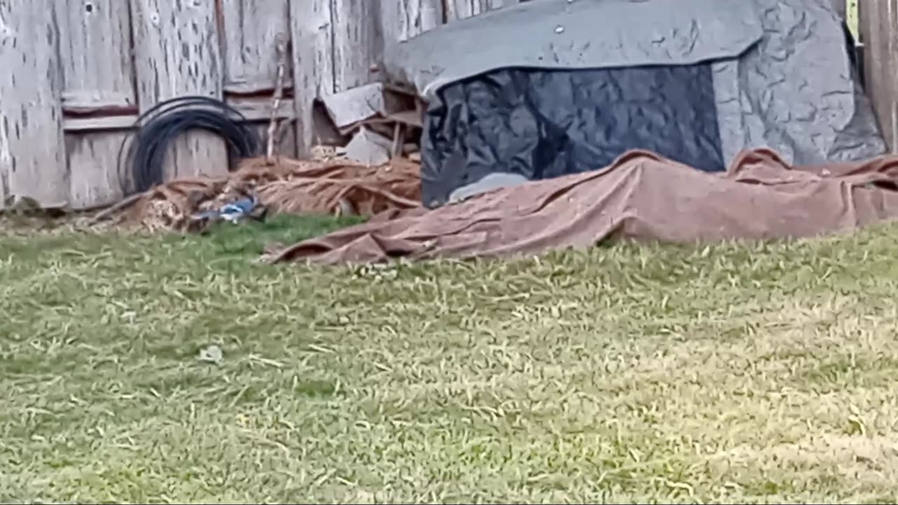 🐦 Wild Wyoming Gerbils Get Robbed By Blue Jay