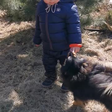 Dog kissing 2years Baby boy Hands