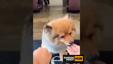 If you love dogs then you should must watch this.