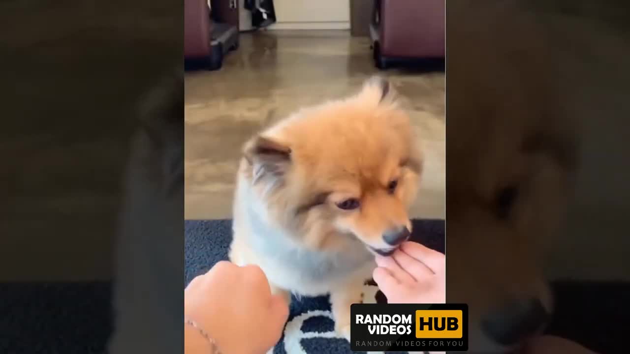 If you love dogs then you should must watch this.