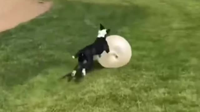 Do you love dogs fun 😁 cats are too cute also