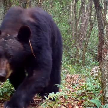 Ultimate Wild Animals Collection in 8K ULTRA HD / 8K TV