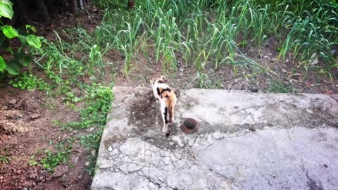 The cute cat ate grass and then itched in the sand