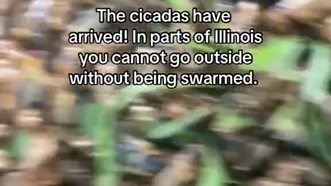 The Cicadas Have Arrived In Parts Of Illinois You Cannot Go Outside Without Being Swarmed!