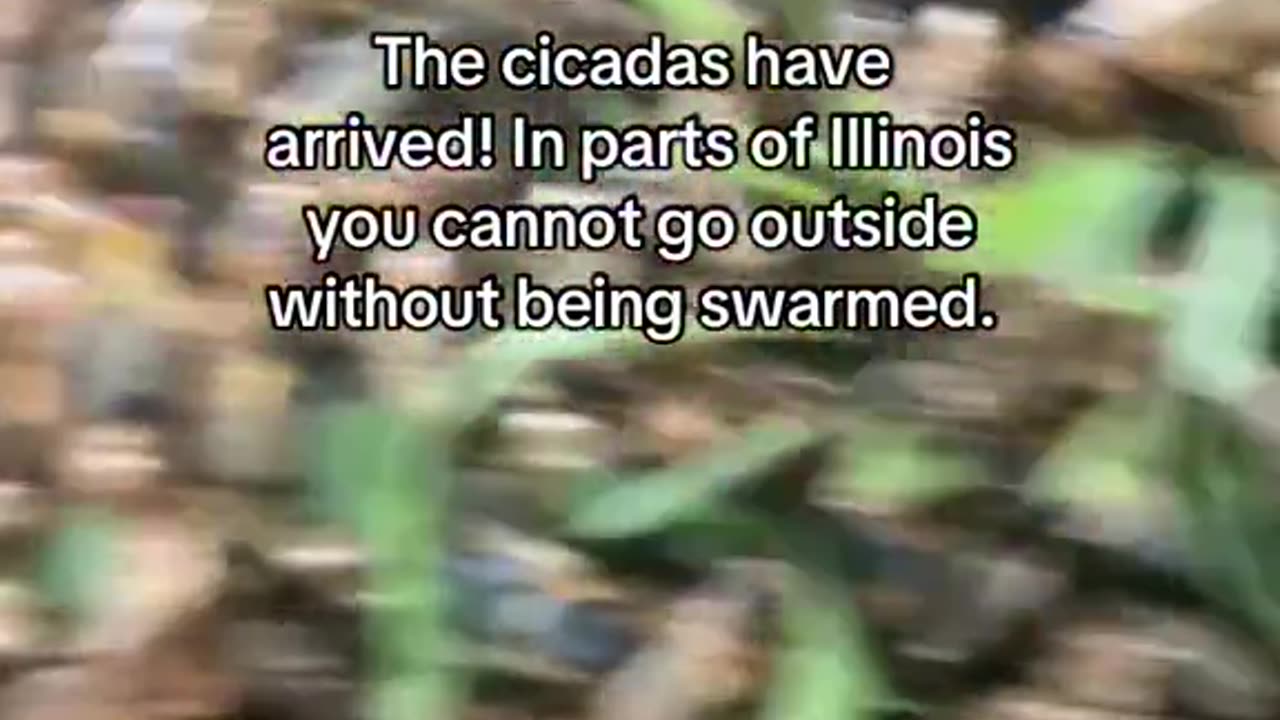 The Cicadas Have Arrived In Parts Of Illinois You Cannot Go Outside Without Being Swarmed!