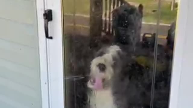 Snickerdoodle Joy, The Window Licker