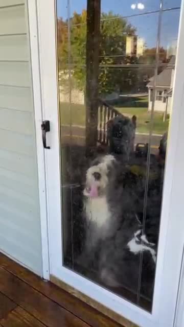Snickerdoodle Joy, The Window Licker
