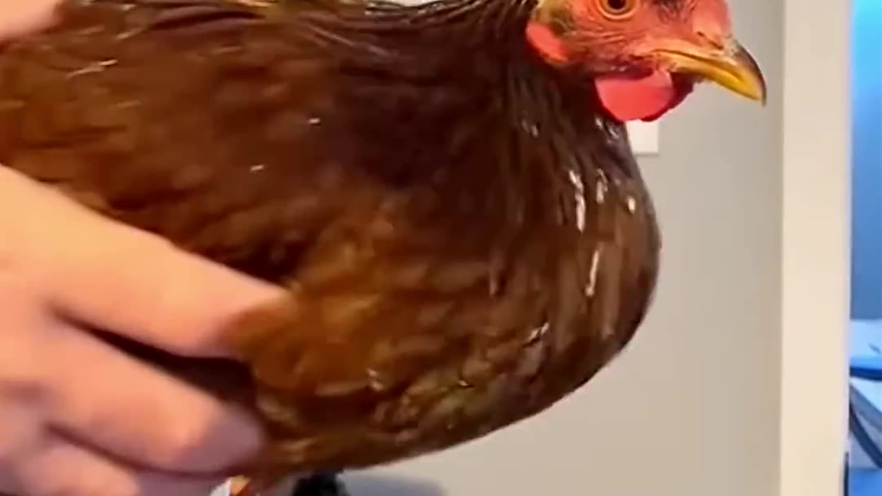 Chicken Head vs Camera Stabilizer