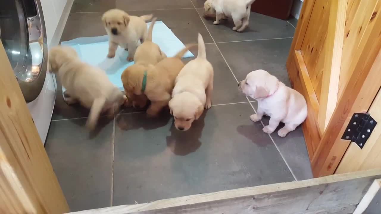 Golden Labrador puppies deliver cuteness overload