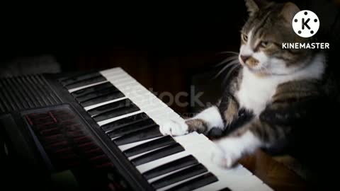 Funny Cat Plays a Keyboard, Organ or Piano stock video...