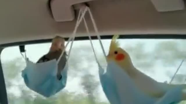 Taking the birds out for a drive.. 😅