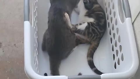 Epic Shop Cat Battle