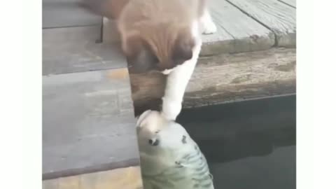 Unbelievable Fish and Cat Friendship