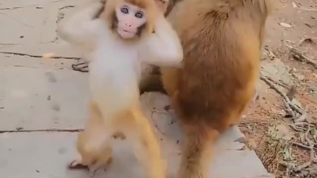 Funny monkey baby dance 😁