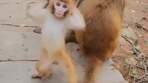 Funny monkey baby dance 😁