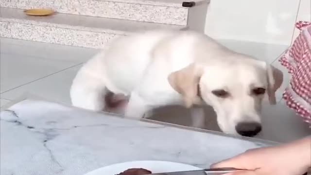 Extremely HARD TRY NOT TO LAUGH CHALLENGE - FUNNY and CUTE puppies compilation