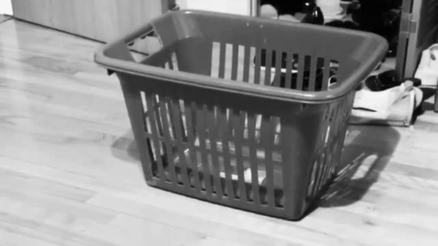 Collab copyright protection - black and white video cat laundry