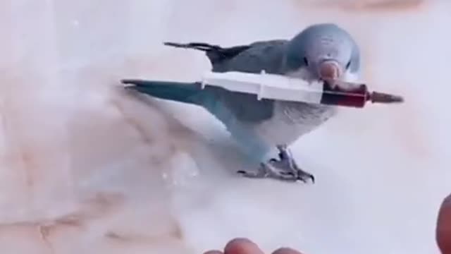 Funny parrot 🦜 moments