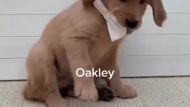 Cute dog