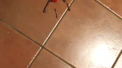 Elf on the Shelf Prank Goes Hilariously Wrong, Kids React