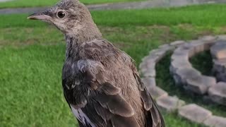 Releasing The Mockingbird into the Wild