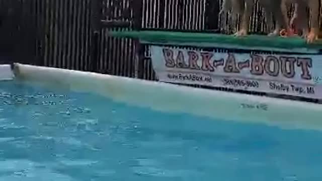 Practice day, the whole party in the pool