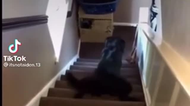 3 ways dogs go down stairs