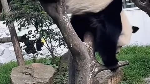 Meet the gymnast panda 😂