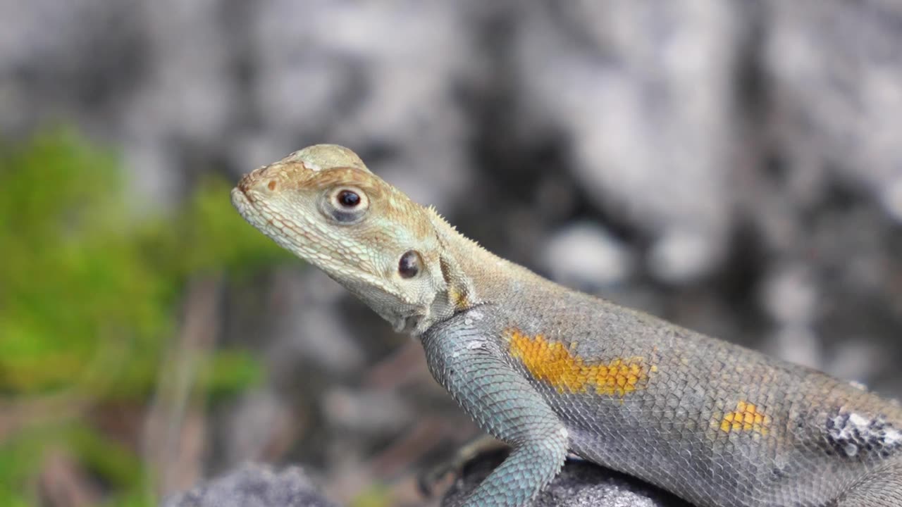 A Lizard on a Rock